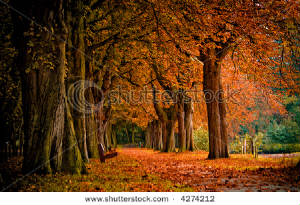 stock-photo-autumn-colors-in-the-forest-4274212.jpg